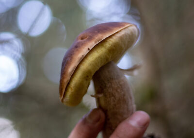 food cepe mushroom